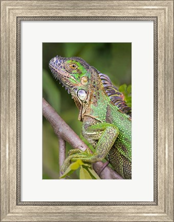 Framed Green Iguana, Sarapiqui, Costa Rica Print