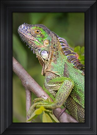 Framed Green Iguana, Sarapiqui, Costa Rica Print