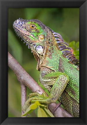 Framed Green Iguana, Sarapiqui, Costa Rica Print