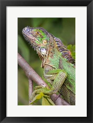 Framed Green Iguana, Sarapiqui, Costa Rica Print