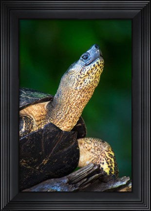 Framed Black Marsh Turtle, Tortuguero, Costa Rica Print