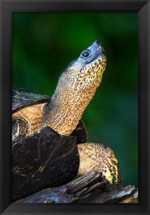 Framed Black Marsh Turtle, Tortuguero, Costa Rica Print