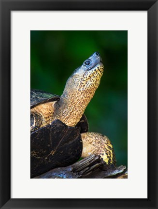 Framed Black Marsh Turtle, Tortuguero, Costa Rica Print