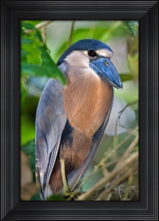 Framed Boat-Billed Heron, Tortuguero, Costa Rica Print
