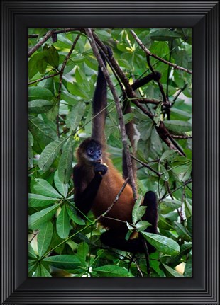 Framed Spider Monkey, Sarapiqui, Costa Rica Print