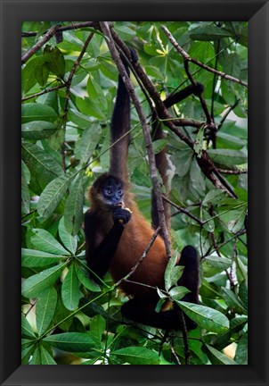 Framed Spider Monkey, Sarapiqui, Costa Rica Print