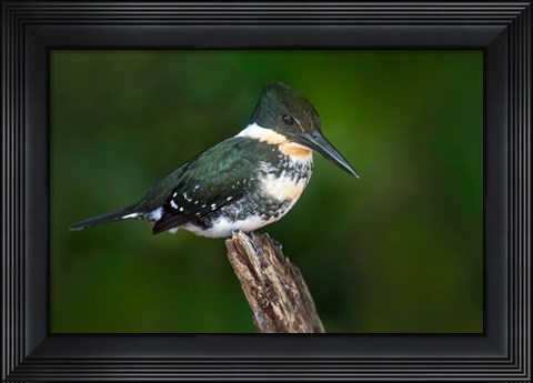 Framed Green Kingfisher, Tortuguero, Costa Rica Print