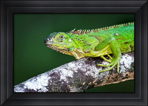 Framed Green Iguana, Tarcoles River, Costa Rica Print