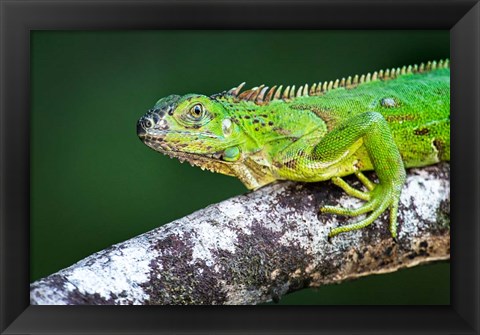 Framed Green Iguana, Tarcoles River, Costa Rica Print