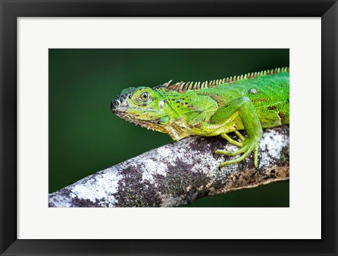 Framed Green Iguana, Tarcoles River, Costa Rica Print