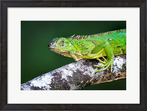 Framed Green Iguana, Tarcoles River, Costa Rica Print