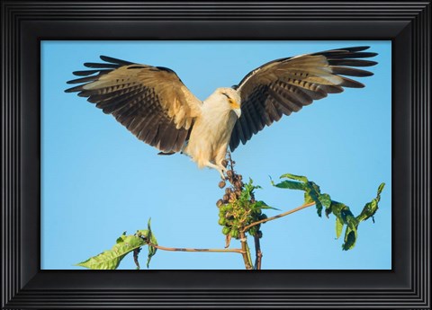 Framed Yellow-Headed Caracara, Pacific Coast, Costa Rica Print