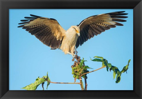 Framed Yellow-Headed Caracara, Pacific Coast, Costa Rica Print