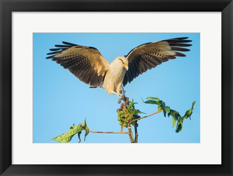 Framed Yellow-Headed Caracara, Pacific Coast, Costa Rica Print