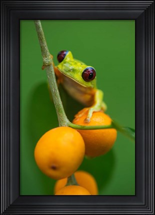 Framed Red-Eyed Tree Frog (Agalychnis callidryas), Tarcoles River, Pacific Coast, Costa Rica Print