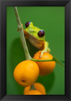 Framed Red-Eyed Tree Frog (Agalychnis callidryas), Tarcoles River, Pacific Coast, Costa Rica Print