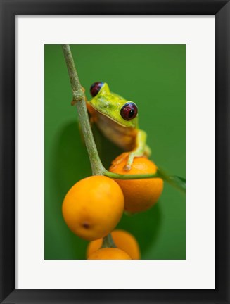 Framed Red-Eyed Tree Frog (Agalychnis callidryas), Tarcoles River, Pacific Coast, Costa Rica Print