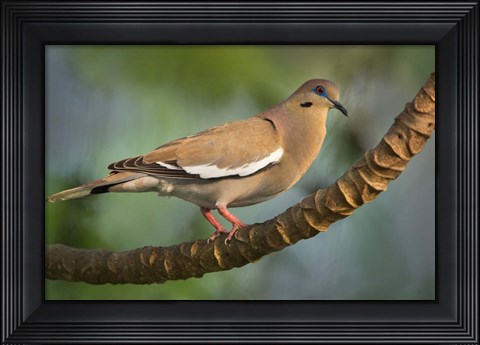 Framed White-Winged Dove, Tarcoles River, Costa Rica Print