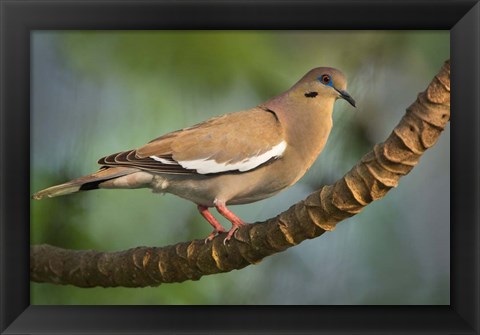 Framed White-Winged Dove, Tarcoles River, Costa Rica Print