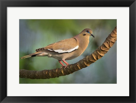 Framed White-Winged Dove, Tarcoles River, Costa Rica Print