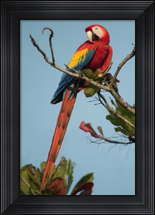 Framed Scarlet Macaw Tarcoles River, Pacific Coast, Costa Rica Print