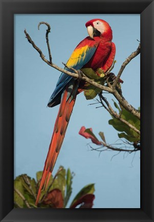 Framed Scarlet Macaw Tarcoles River, Pacific Coast, Costa Rica Print