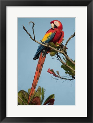 Framed Scarlet Macaw Tarcoles River, Pacific Coast, Costa Rica Print