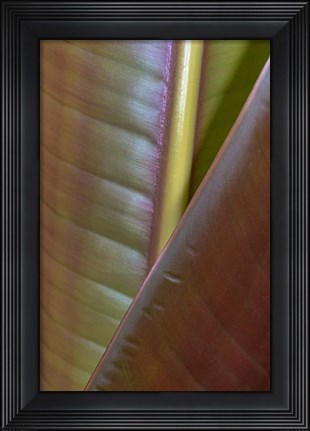 Framed Banana Leaf, Sarapiqui, Costa Rica Print