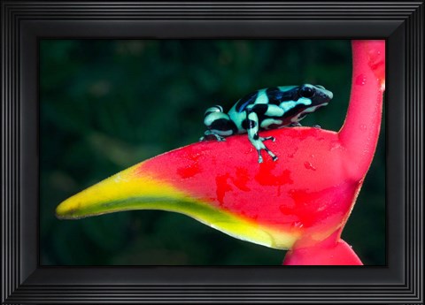 Framed Green and Black Poison Dart Frog, Sarapiqui, Costa Rica Print