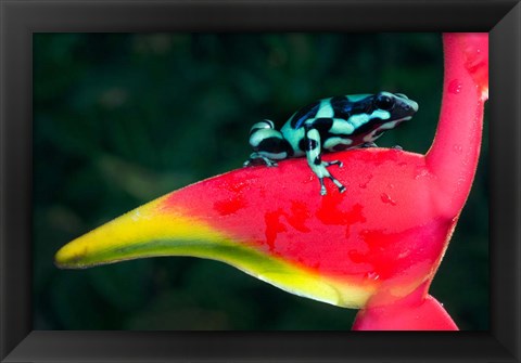 Framed Green and Black Poison Dart Frog, Sarapiqui, Costa Rica Print