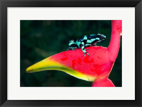 Framed Green and Black Poison Dart Frog, Sarapiqui, Costa Rica Print