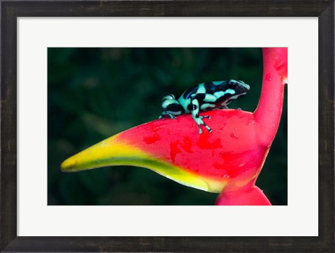 Framed Green and Black Poison Dart Frog, Sarapiqui, Costa Rica Print