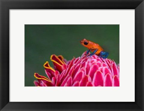 Framed Strawberry Poison-Dart Frog, Sarapiqui, Costa Rica Print
