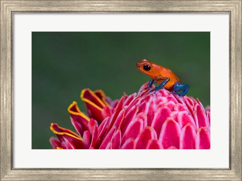 Framed Strawberry Poison-Dart Frog, Sarapiqui, Costa Rica Print