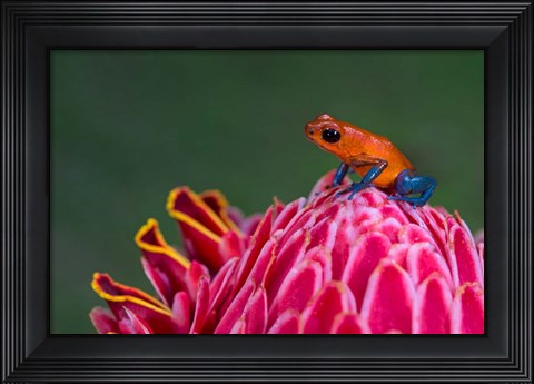 Framed Strawberry Poison-Dart Frog, Sarapiqui, Costa Rica Print
