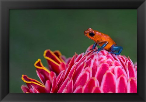 Framed Strawberry Poison-Dart Frog, Sarapiqui, Costa Rica Print