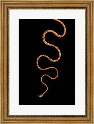 Framed Blunt-Headed Tree Snake, Sarapiqui, Costa Rica Print