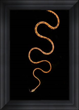 Framed Blunt-Headed Tree Snake, Sarapiqui, Costa Rica Print