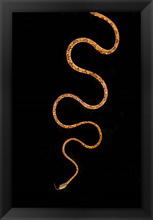 Framed Blunt-Headed Tree Snake, Sarapiqui, Costa Rica Print