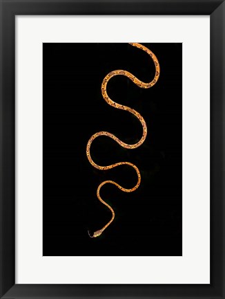 Framed Blunt-Headed Tree Snake, Sarapiqui, Costa Rica Print