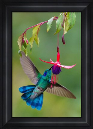 Framed Green Violetear, Savegre, Costa Rica Print