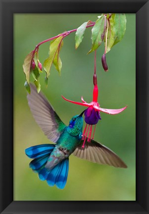 Framed Green Violetear, Savegre, Costa Rica Print