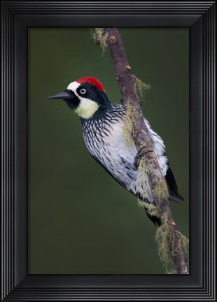 Framed Acorn Woodpecker on Branch, Savegre, Costa Rica Print