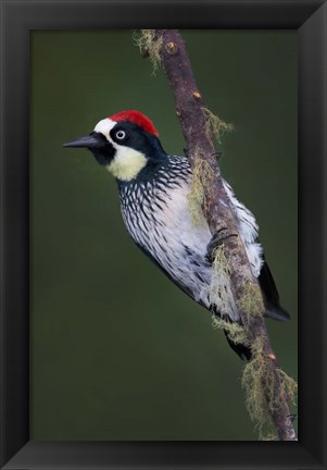 Framed Acorn Woodpecker on Branch, Savegre, Costa Rica Print