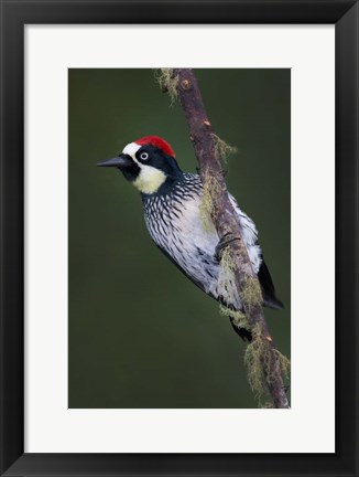 Framed Acorn Woodpecker on Branch, Savegre, Costa Rica Print