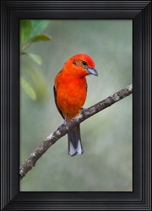 Framed Flame-Colored Tanager, Sarapiqui, Costa Rica Print
