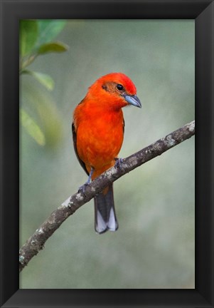 Framed Flame-Colored Tanager, Sarapiqui, Costa Rica Print