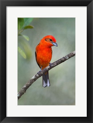 Framed Flame-Colored Tanager, Sarapiqui, Costa Rica Print