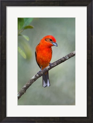 Framed Flame-Colored Tanager, Sarapiqui, Costa Rica Print