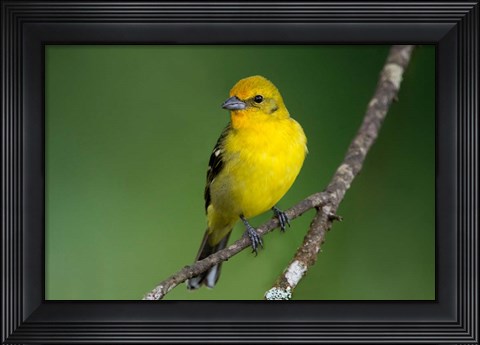 Framed Flame-Colored Tanager, Costa Rica Print